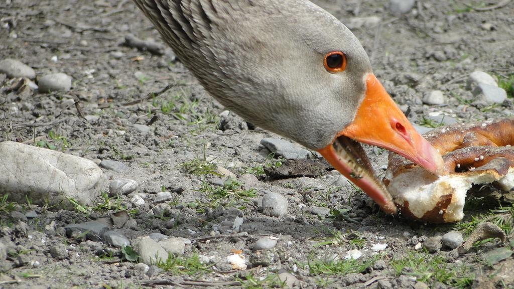 Zaisslhausl Hof Ferienwohnungen Ubersee Bagian luar foto